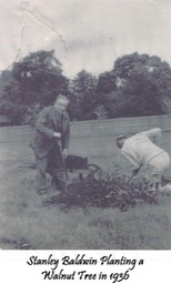 Stanley Baldwin planting a walnut tree in 1936