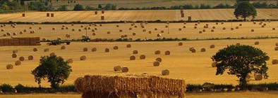 Wheat Fields